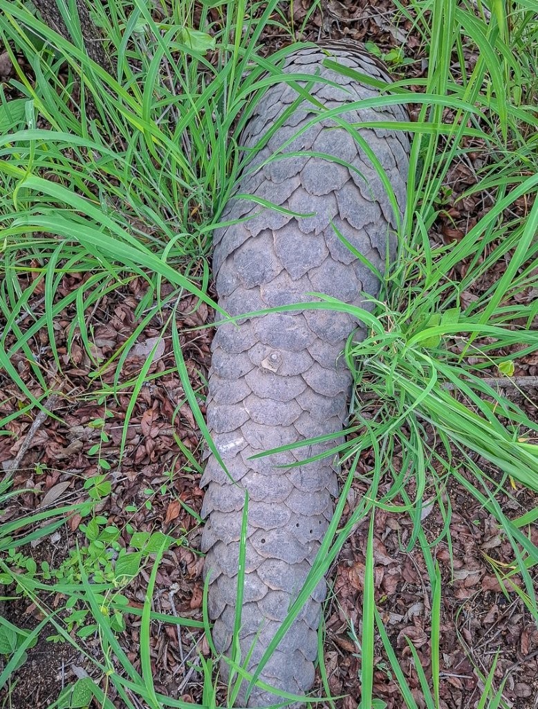 The length of the pangolin's tail can be seen stretching our from the underbrush. 