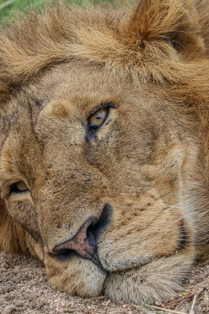 Sabi Sabi Ruan Mey Male Lion Resting