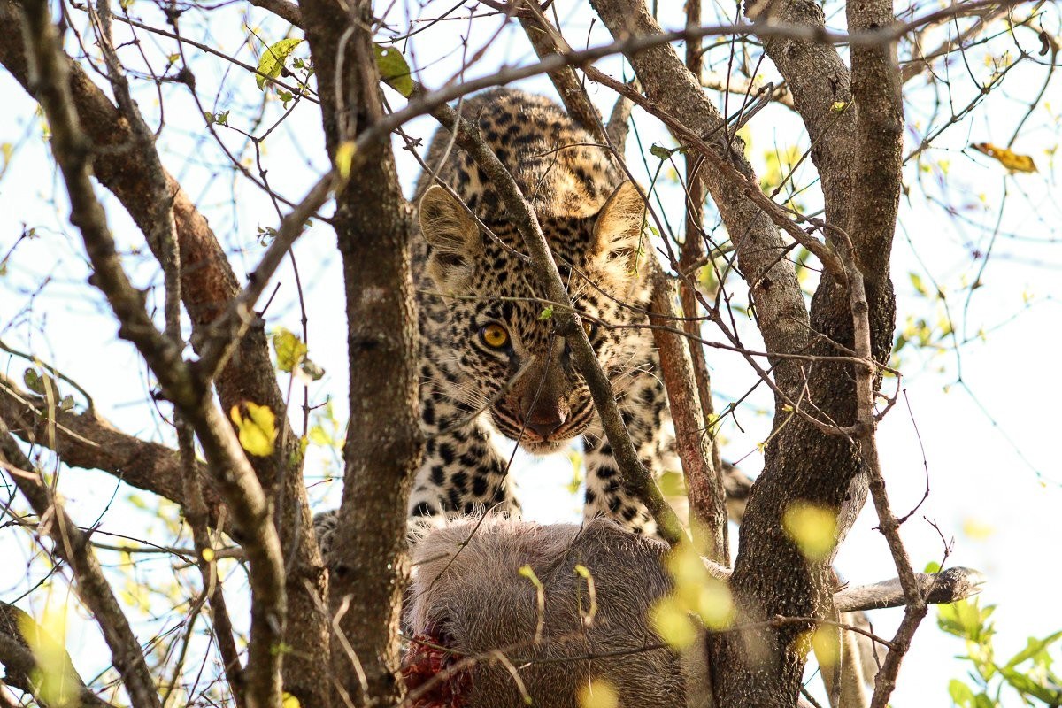 Tengile’s cub balancing in a tree near a hoisted duiker kill.