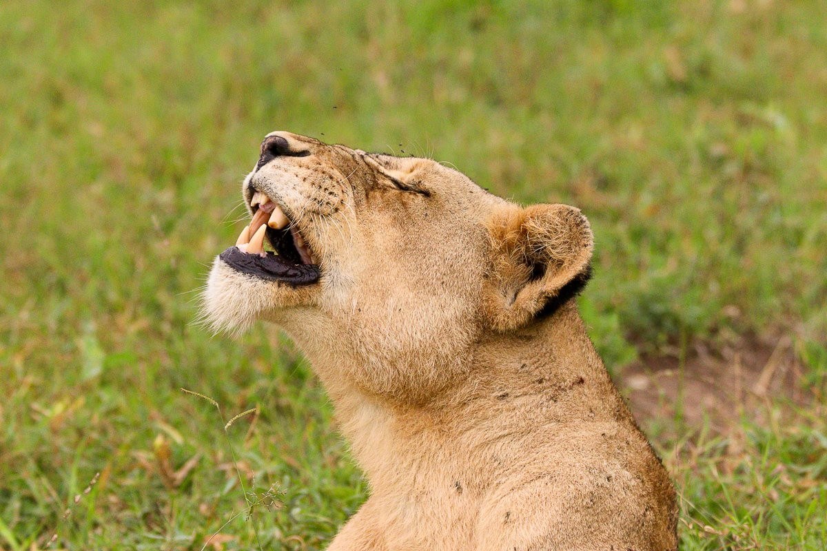 Sabi Sabi Jana Du Plessis Msuthlu Lioness With Males