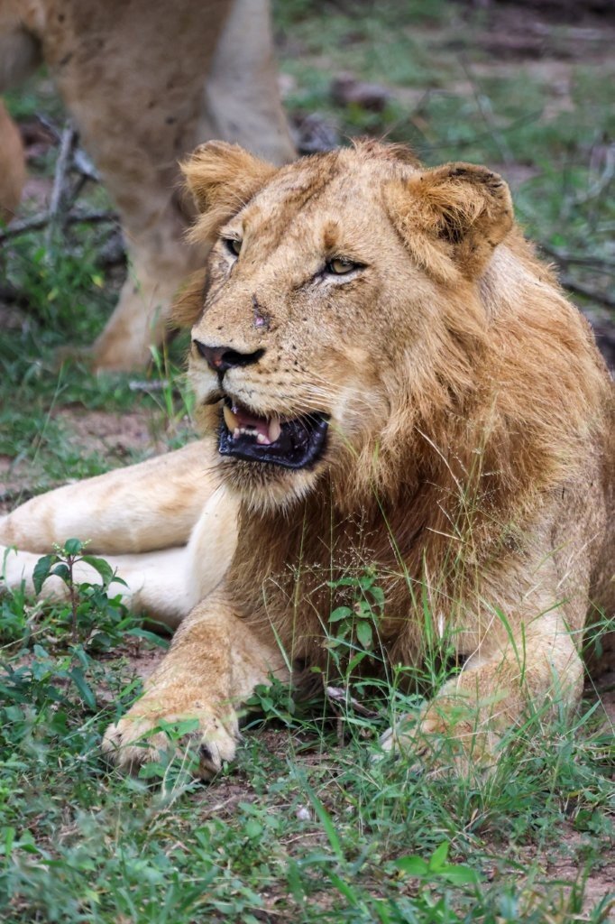 Lions lying in a tamboti thicket with full stomachs.
