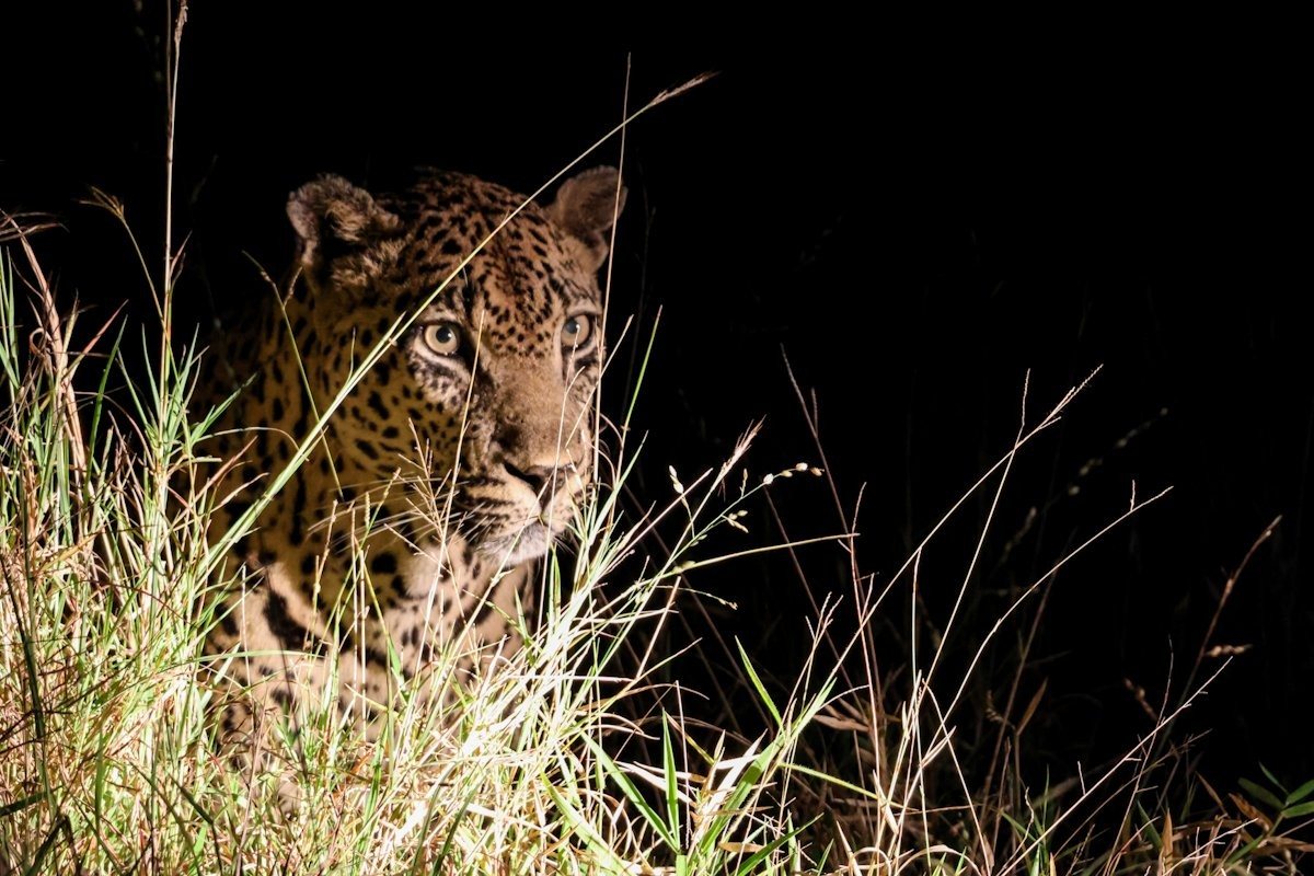Mawelawela male leopard, an older dominant male resting in the bush.