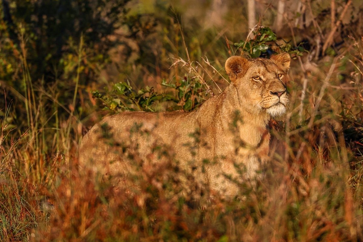 Southern Pride lionesses bask in the first warmth of the morning sun.