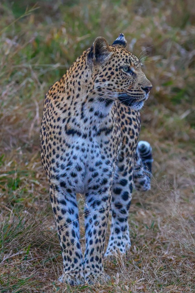 Golonyi female leopard cautiously returning to her den site while checking for danger.
