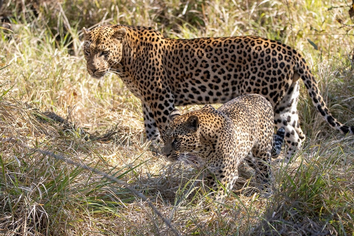 Sabi Sabi Ronald Mutero Breeding Leopards Sabi Sabi
