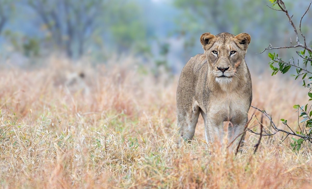 N'waswishaka male lion resting with full stomachs after a successful overnight hunt.