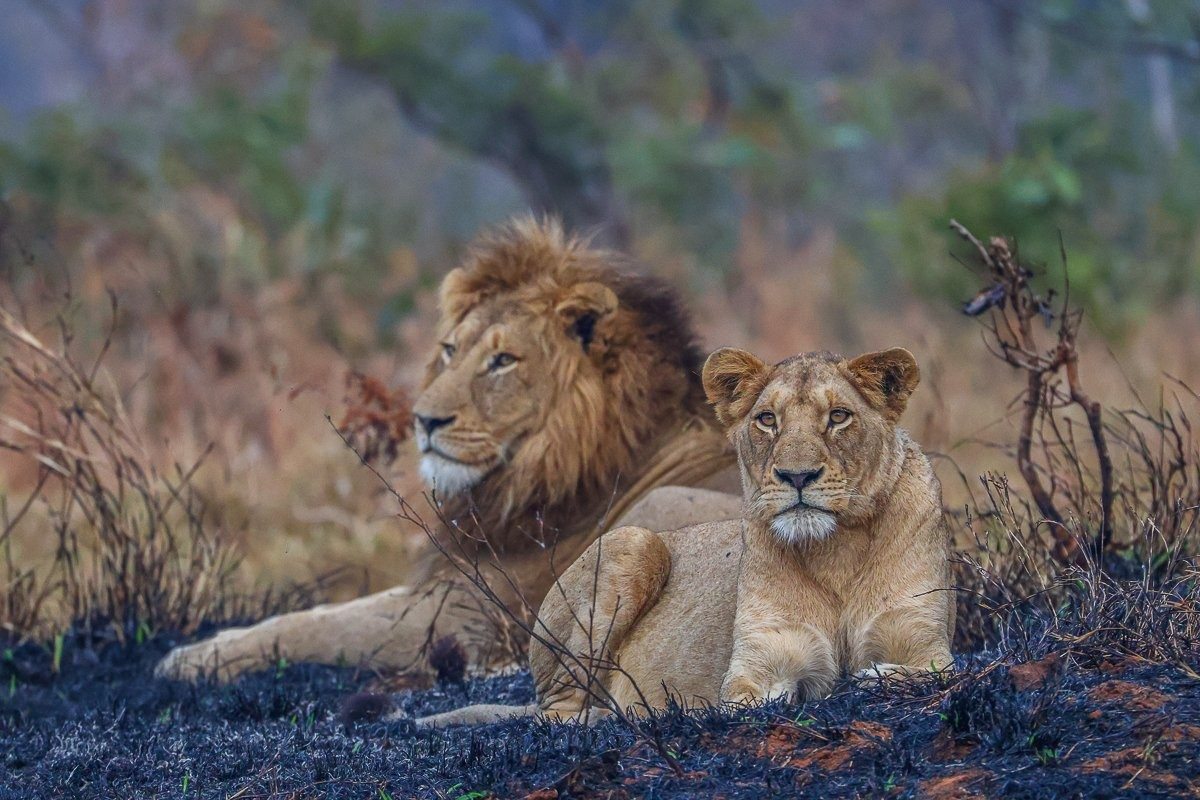 Southern Pride lioness resting while protecting newly born cubs.