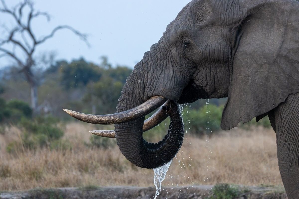Elephant drinking water at the watering hole