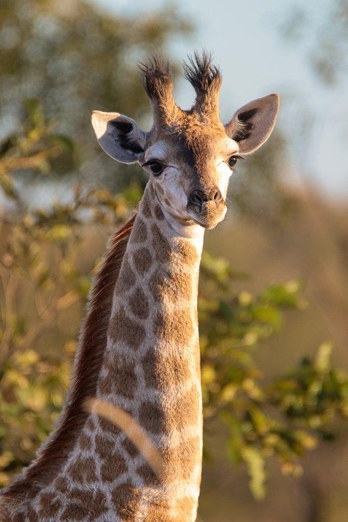 Young giraffe calf standing beside its mother in the bush
