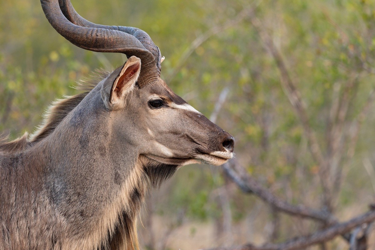 A lateral view of a standing Kudu