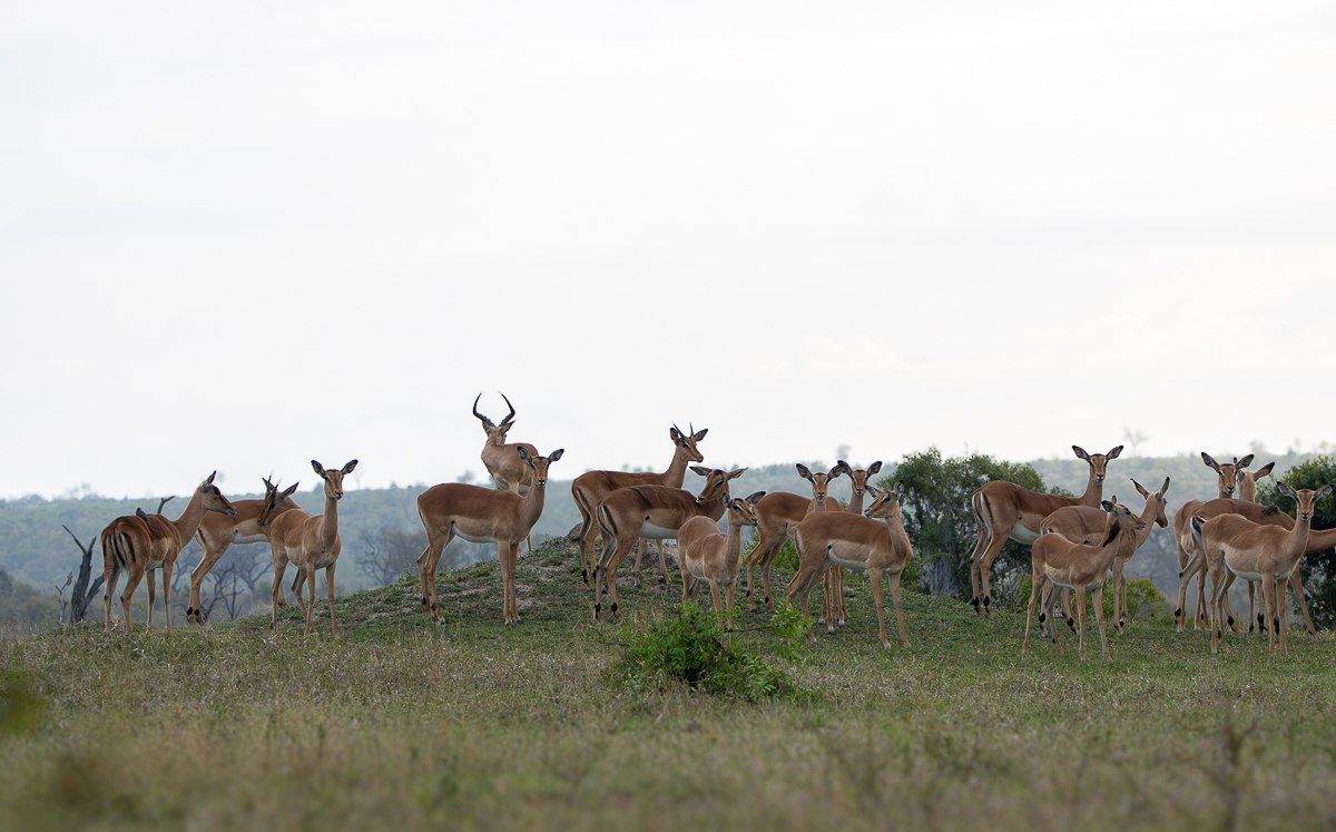 A herd of impalas standing on a grassy mountainous rise within the bushveld