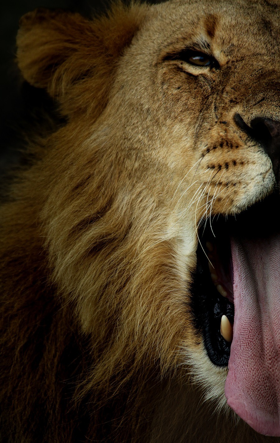 A13Ally Ross 20230130 Kambula Yongsters 02 Final