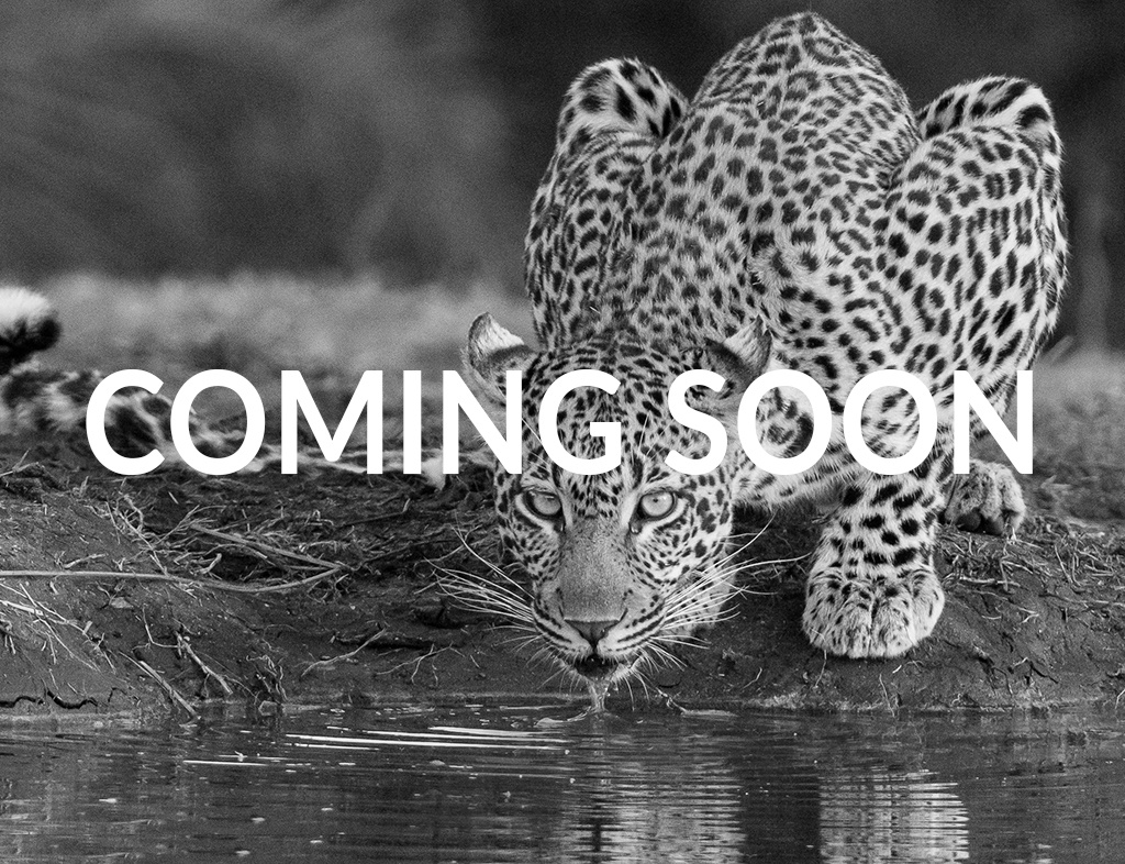 Ss Calendar Coming Soon 03