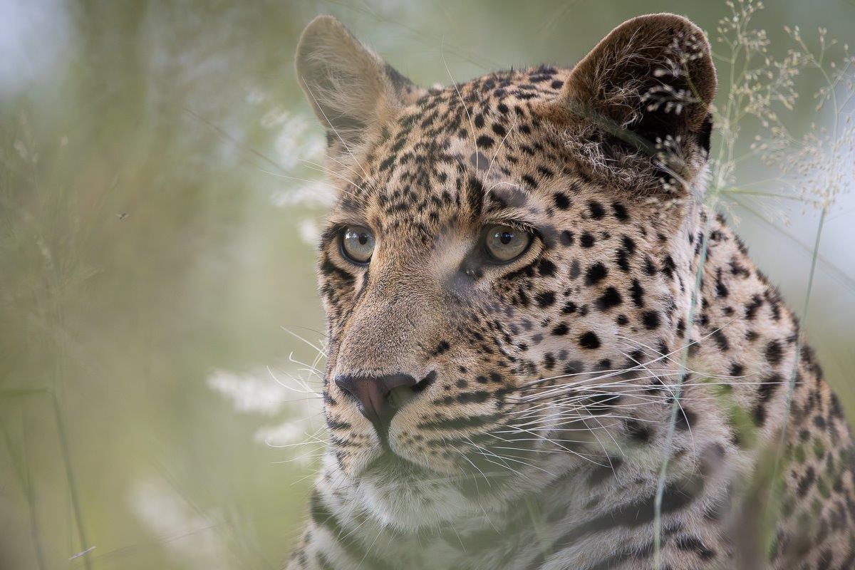 The Nottins male leopard ambled from warthog hole to warthog hole looking for a good meal. The Nottins male leopard ambled from warthog hole to warthog hole looking for a good meal.