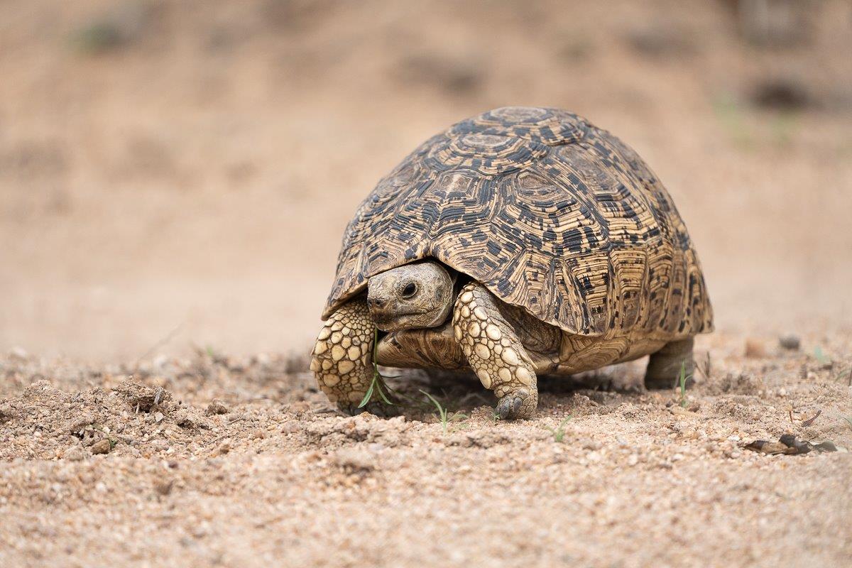 The Leopard tortoise (Stigmochelys pardalis) is the fourth largest tortoise in the world. The Leopard tortoise (Stigmochelys pardalis) is the fourth largest tortoise in the world.