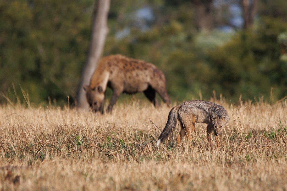 The cunning Side-striped Jackal prowls the shadows with agile grace. The cunning Side-striped Jackal prowls the shadows with agile grace.