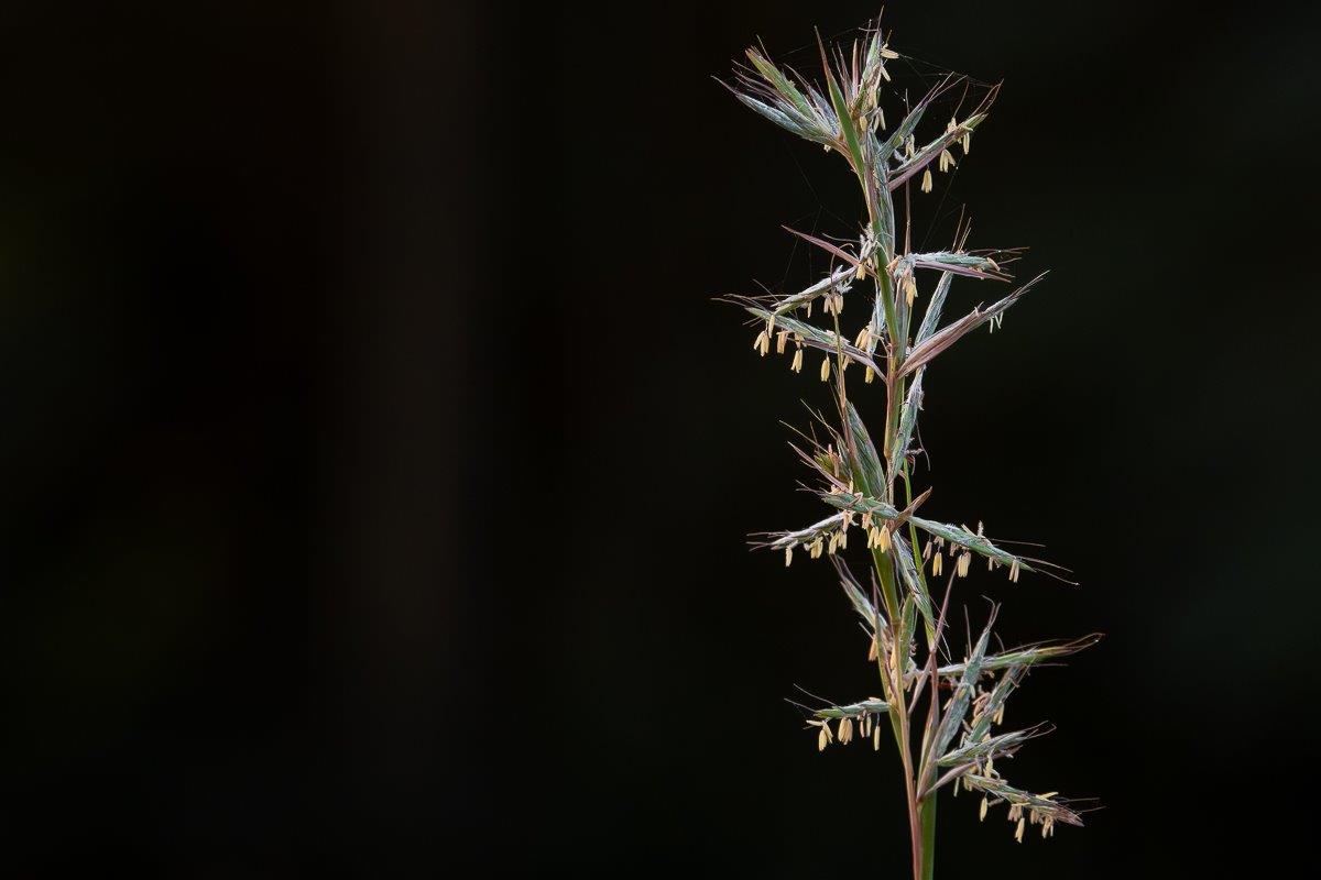 Turpentine Grass Jp Van Rooyen Turpentine Grass Jp Van Rooyen