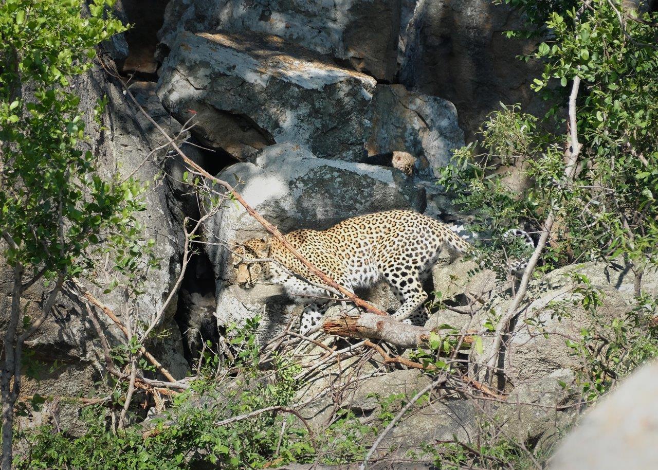 Golonyi and her cub glide effortlessly over the rocks. Golonyi and her cub glide effortlessly over the rocks.