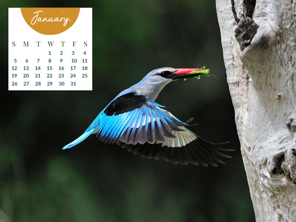 Sabi Sabi January 2025 Desktop Calendar