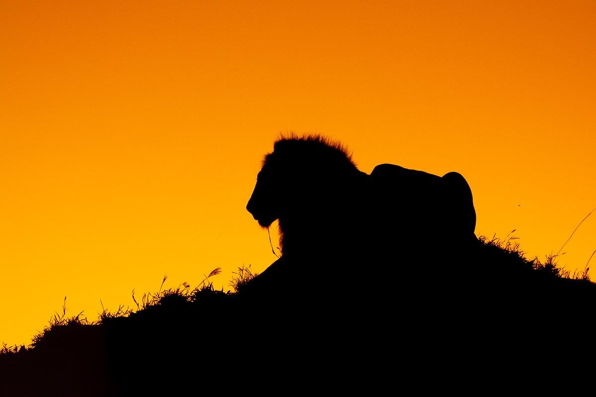 Sabi Sabi Ronald Mutero Sunset Lion Sabi Sabi Ronald Mutero Sunset Lion