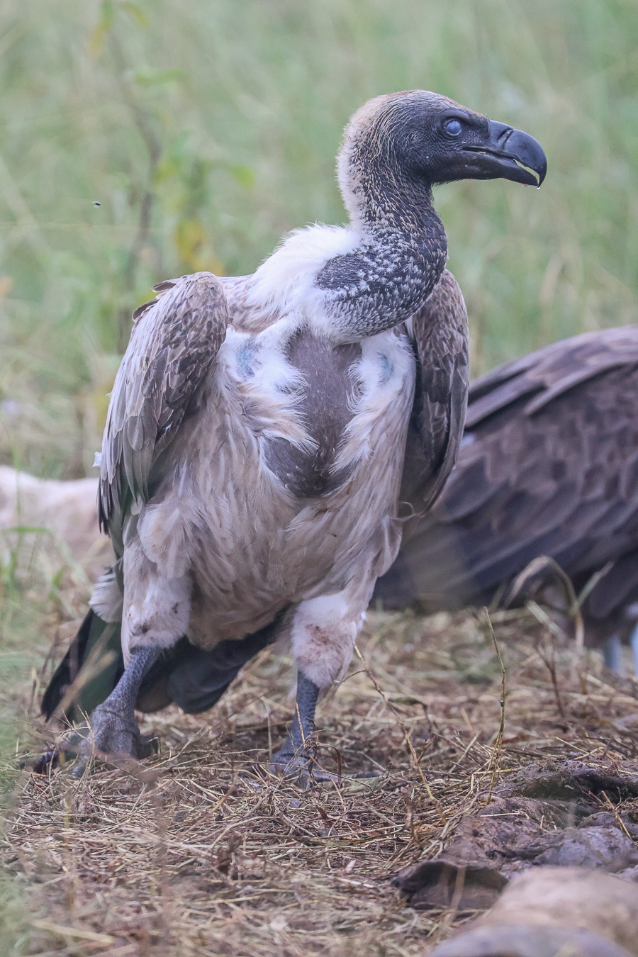A vulure walks around it's latest carcass. A vulure walks around it's latest carcass.