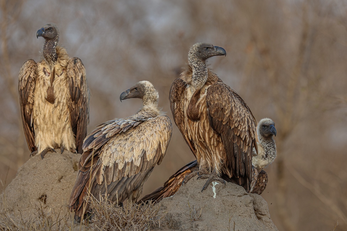 Vultures perching on a termite mound. Vultures perching on a termite mound.