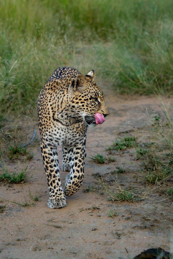 Mgiba, a new male leopard in our area. Mgiba, a new male leopard in our area.