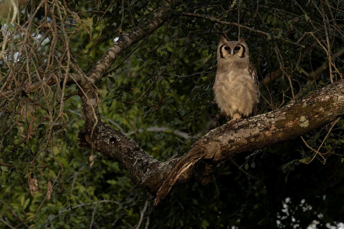 Sabi Sabi Benjamin Loon Giant Eagle Owl Sabi Sabi Benjamin Loon Giant Eagle Owl