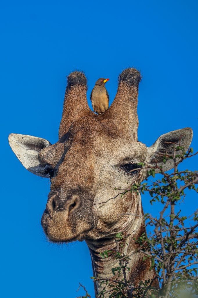 Sabi Sabi Ruan Mey Giraffe Sabi Sabi Ruan Mey Giraffe