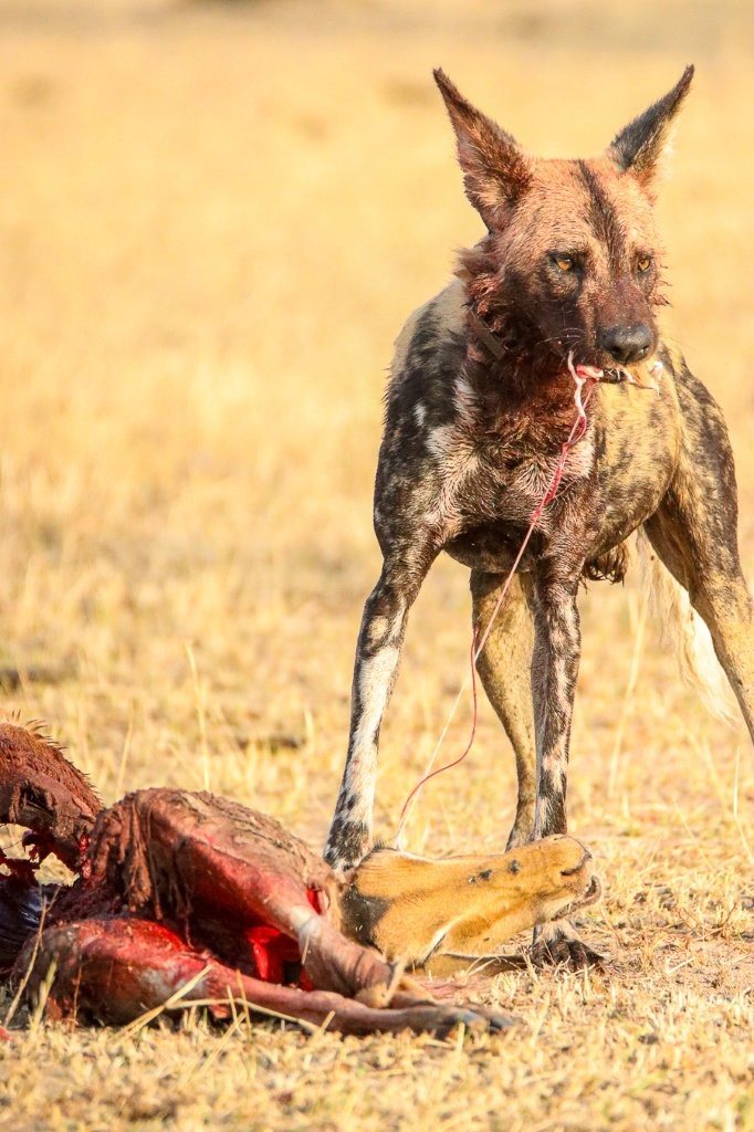 Sabi Sabi Jana Du Plessis Wild Dog Sabi Sabi Jana Du Plessis Wild Dog