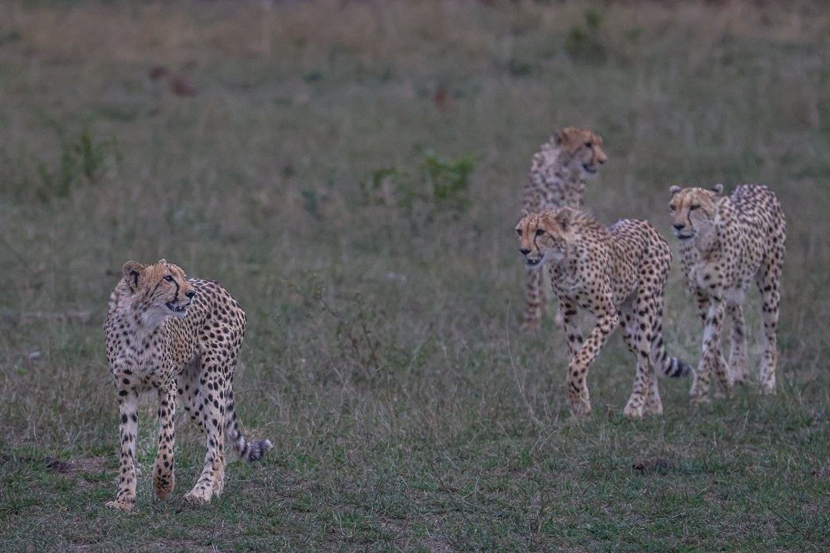 Sabi Sabi Ruan Mey Cheetahs Walking Sabi Sabi Ruan Mey Cheetahs Walking