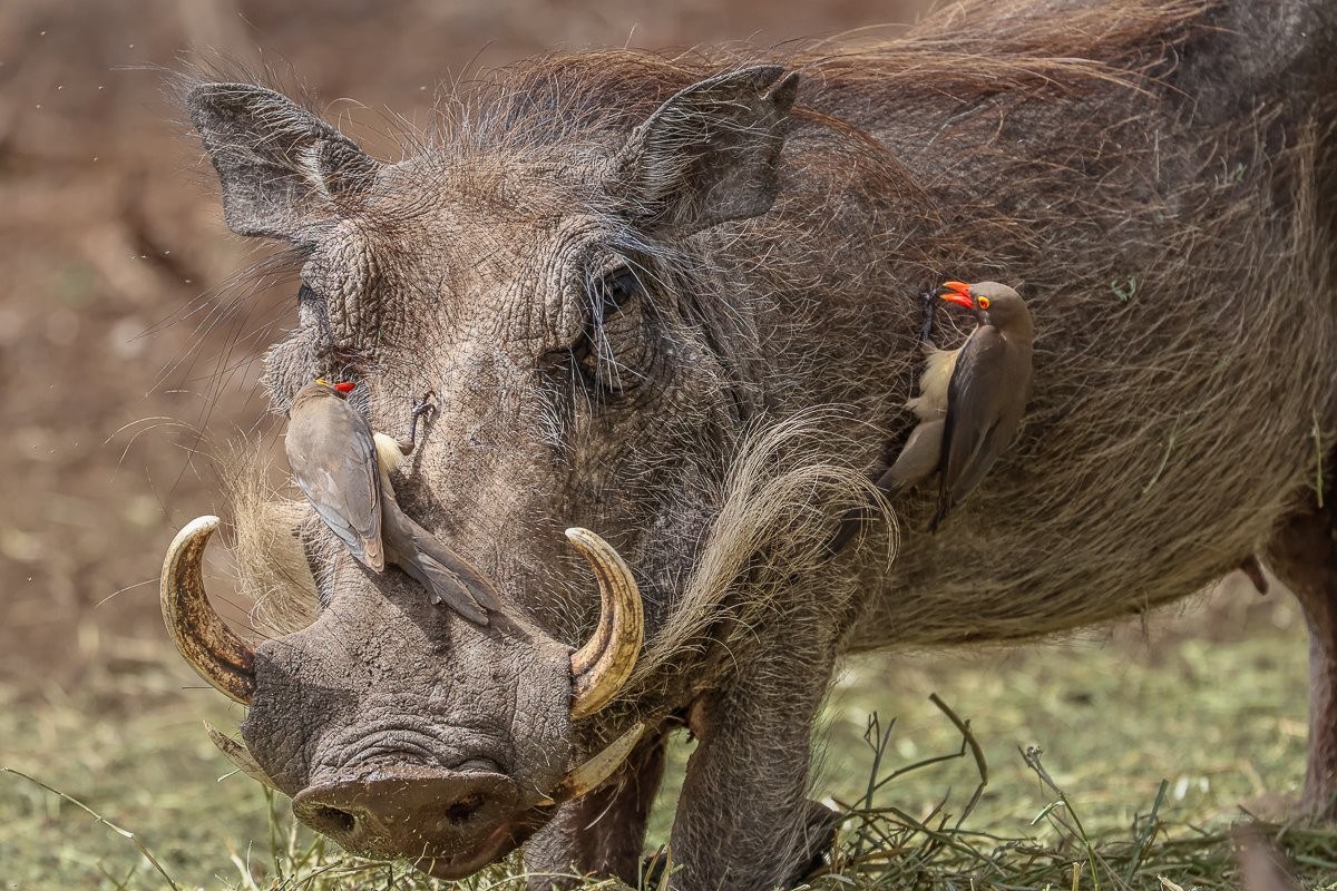 Sabi Sabi Ruan Mey Warthog