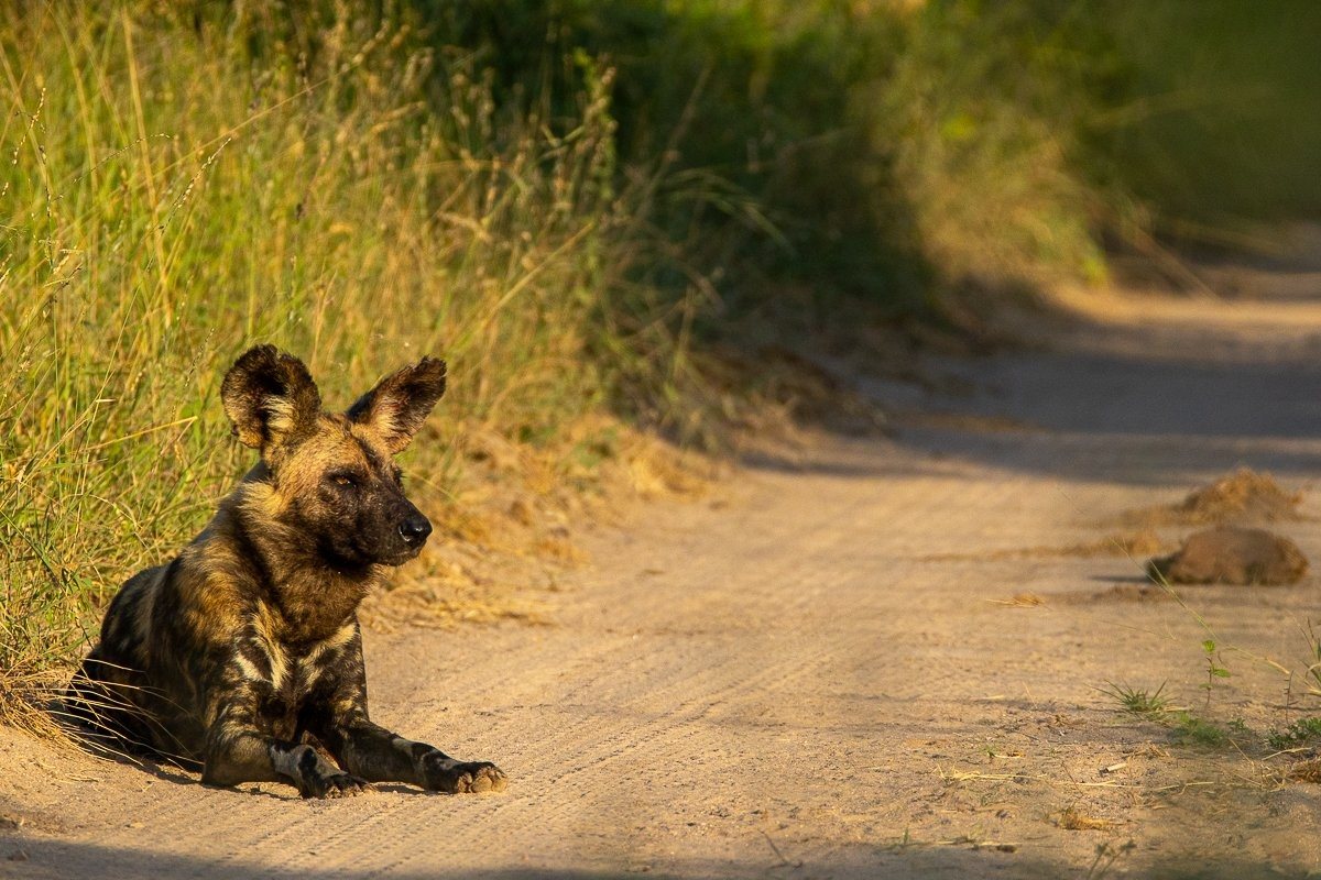 Sabi Sabi Jana Du Plessis Wild Dog Scanning For Prey
