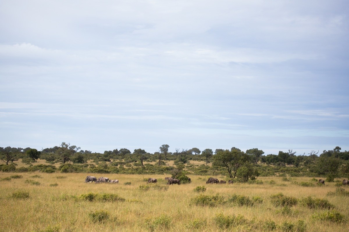 Elephant walking across open landscape highlighting scale of African wilderness