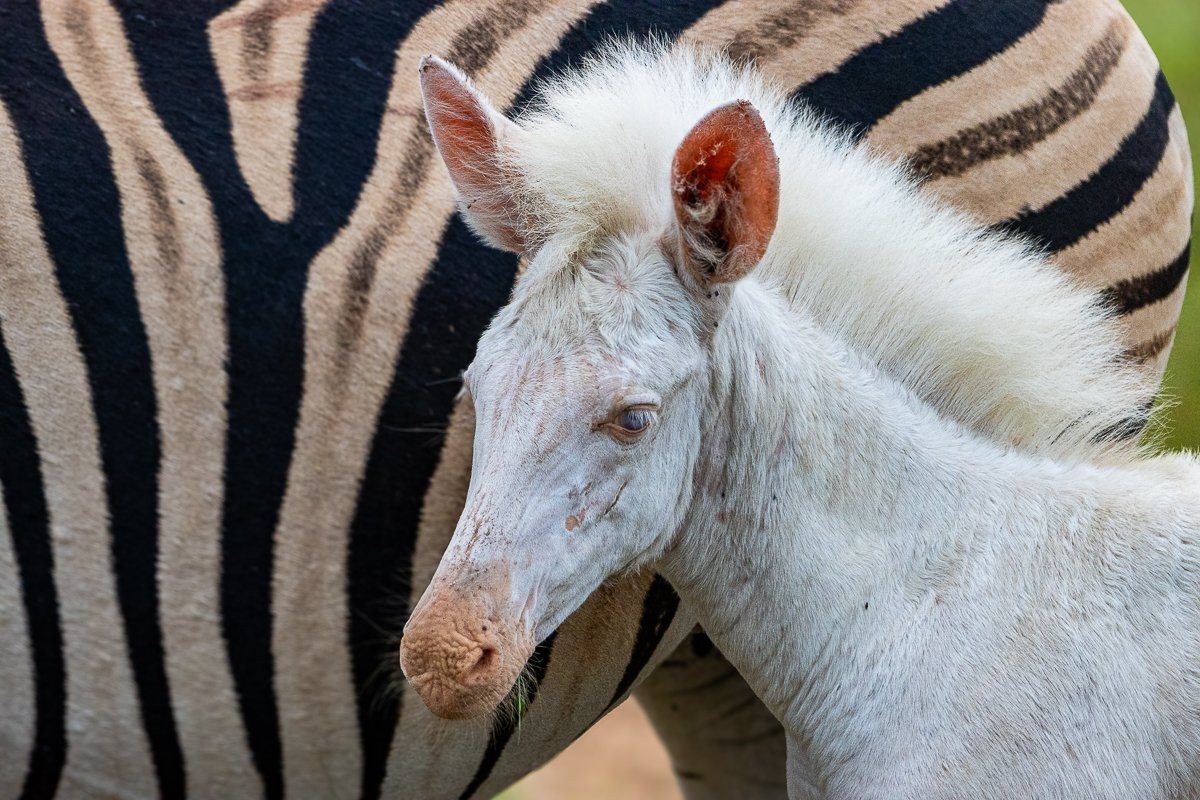 Leucistic zebra foal walking beside its striped mother in the savanna.
