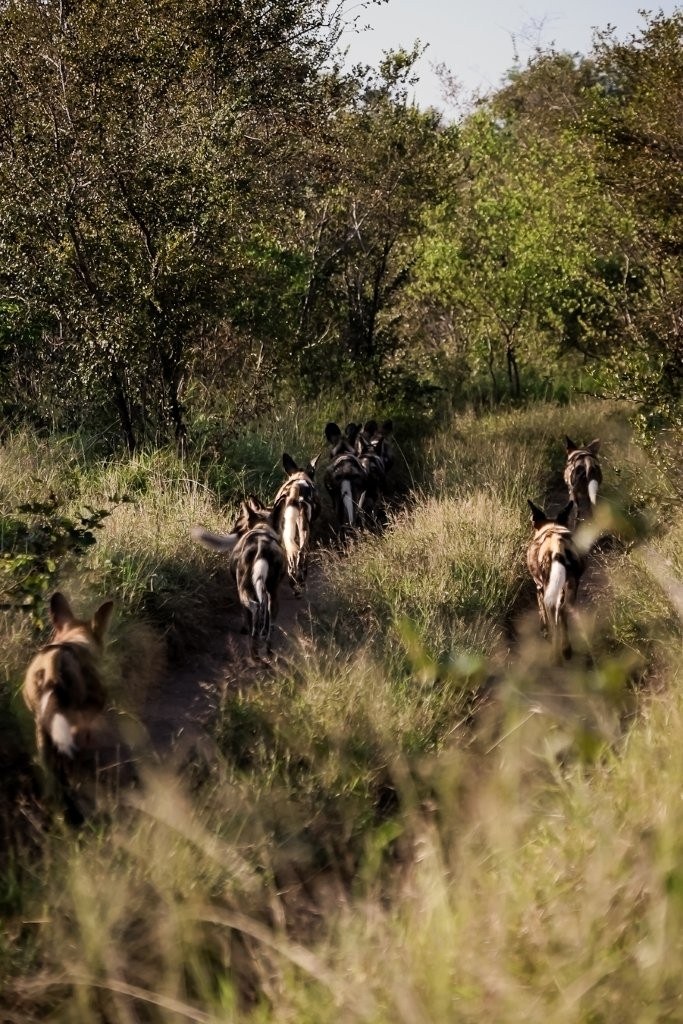 African wild dogs displaying coordinated hunting behaviour.