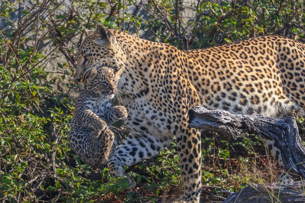 Leopard cub carried to a rocky hiding place near Golonyi's den.