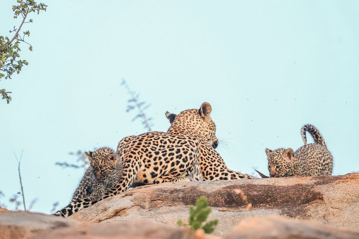 Sabi Sabi Ruan Mey Golonyi Leopard Carrying Out Maternal Duties