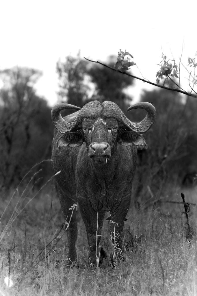 Old buffalo bull standing confidently in the bushveld with heavily worn horns.