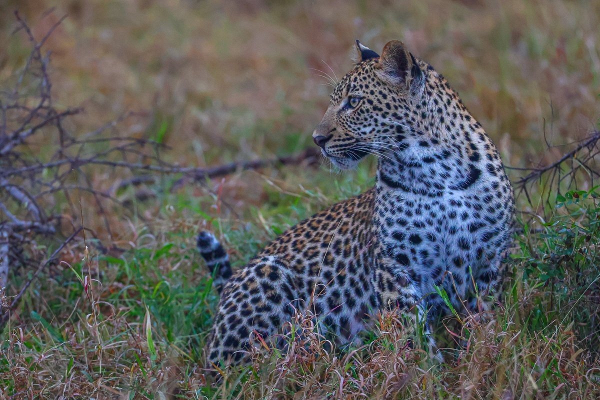 Young leopard cub resting among tall grass after feeding on a hoisted carcass.