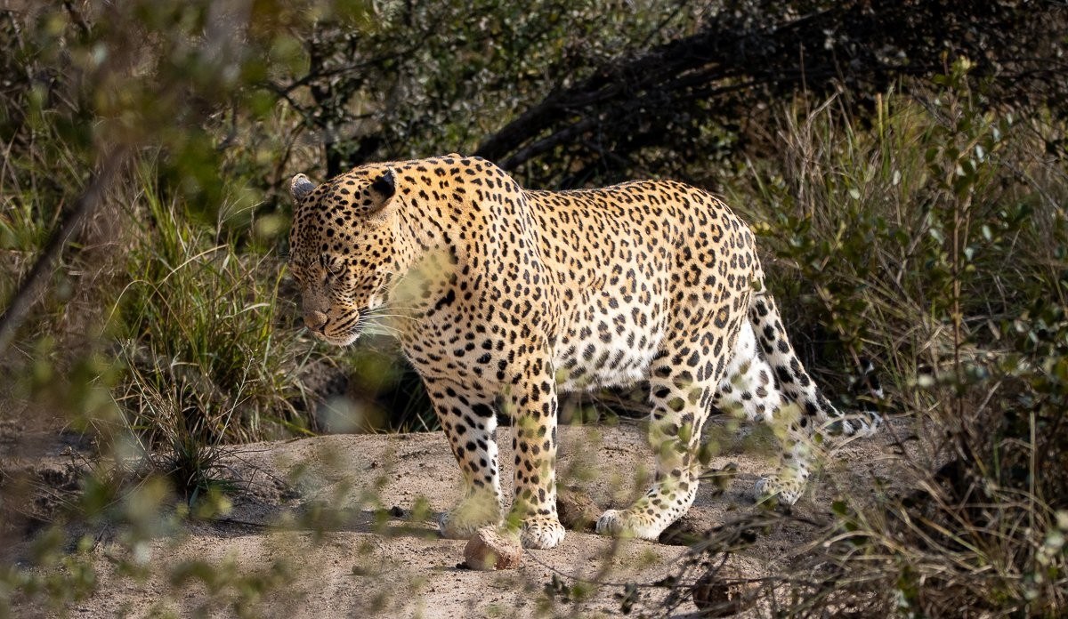Sabi Sabi Ronald Mutero Nsuku And Mgiba Leopards Mating 2