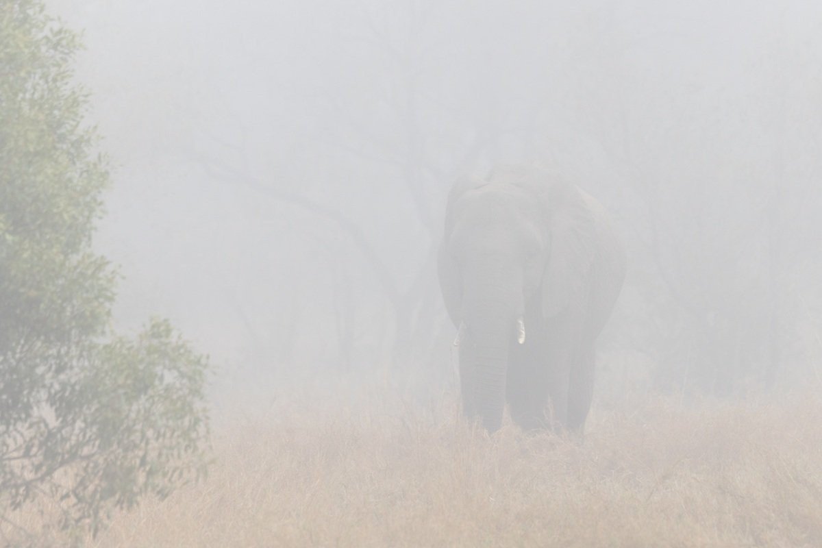 Sabi Sabi Benjamin Loon Elephants Moving Through Morning Mist Sabi Sabi