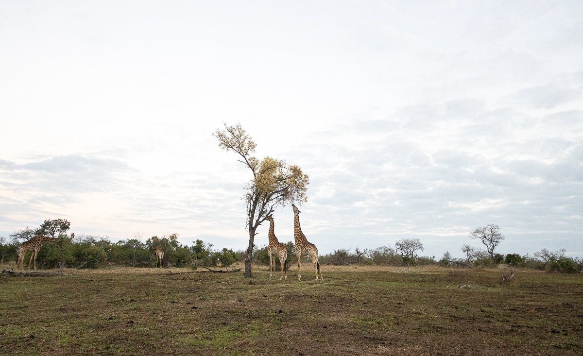 Giraffe feeding on fresh leaves beneath a blooming Knobthorn tree