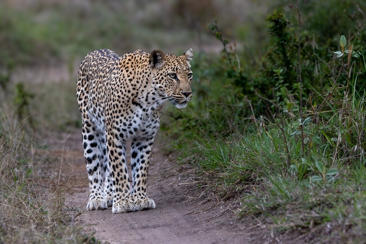 Golonyi leopardess walking beside the dry riverbed