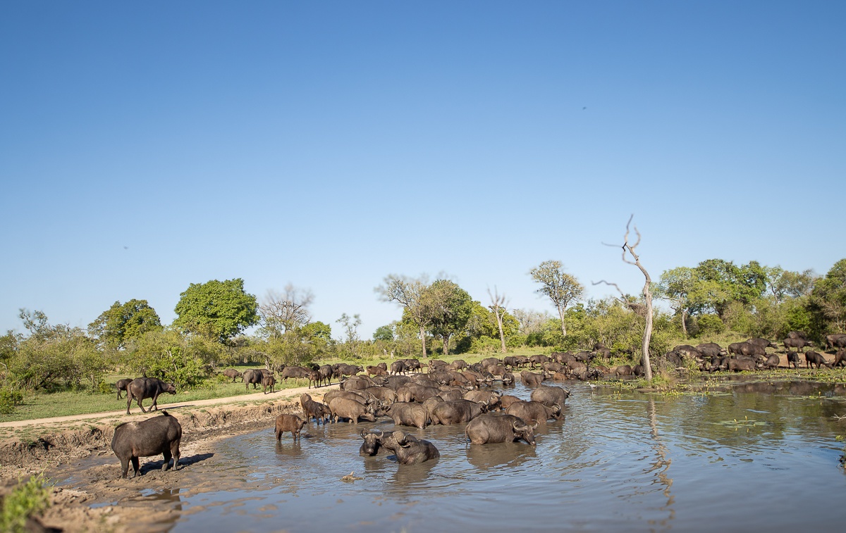 A herd of buffalo gather in and around a water source