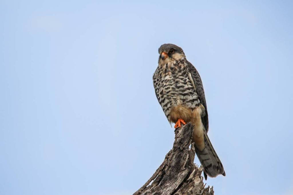Fransois Rosslee Amuerfalcon 1 Of 1 1024x683 Fransois Rosslee Amuerfalcon 1 Of 1 1024x683