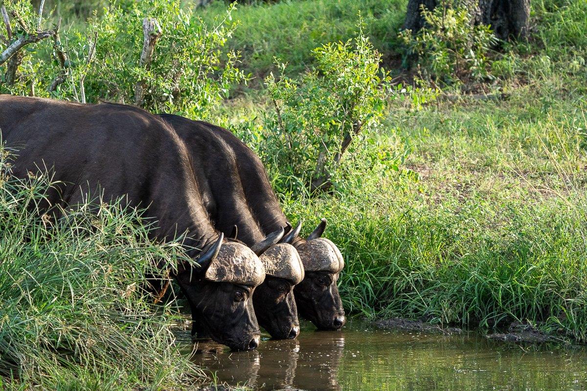 Three buffaloes drinking from a waterhole. Three buffaloes drinking from a waterhole.