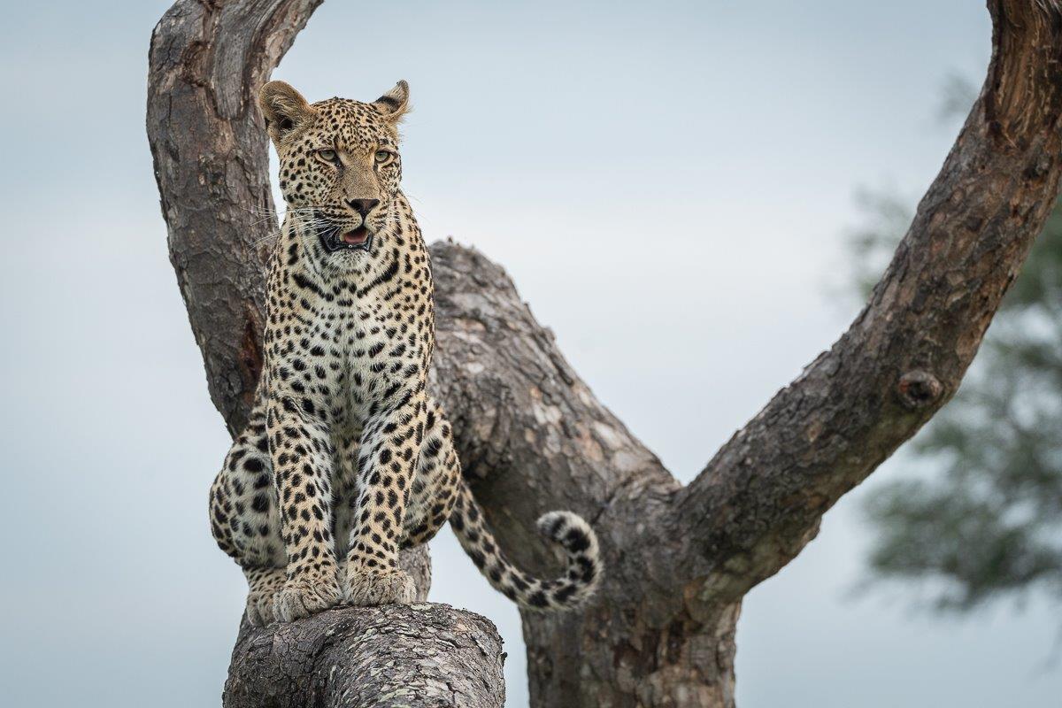 Nottins Male In Tree Daniel Greyvenstein Nottins Male In Tree Daniel Greyvenstein