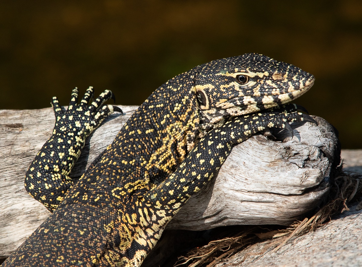 Jason Street Monitor Lizard Jason Street Monitor Lizard