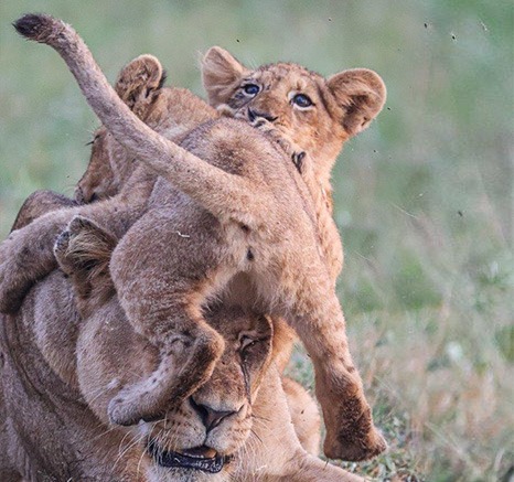 For now, the cubs have the safety of their parents around For now, the cubs have the safety of their parents around